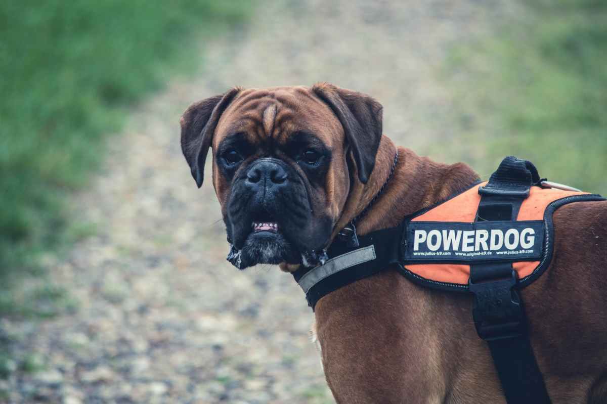 Benefits of a Service&nbsp;Dog